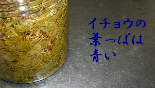 �C�`���E�̗t���ς͐�